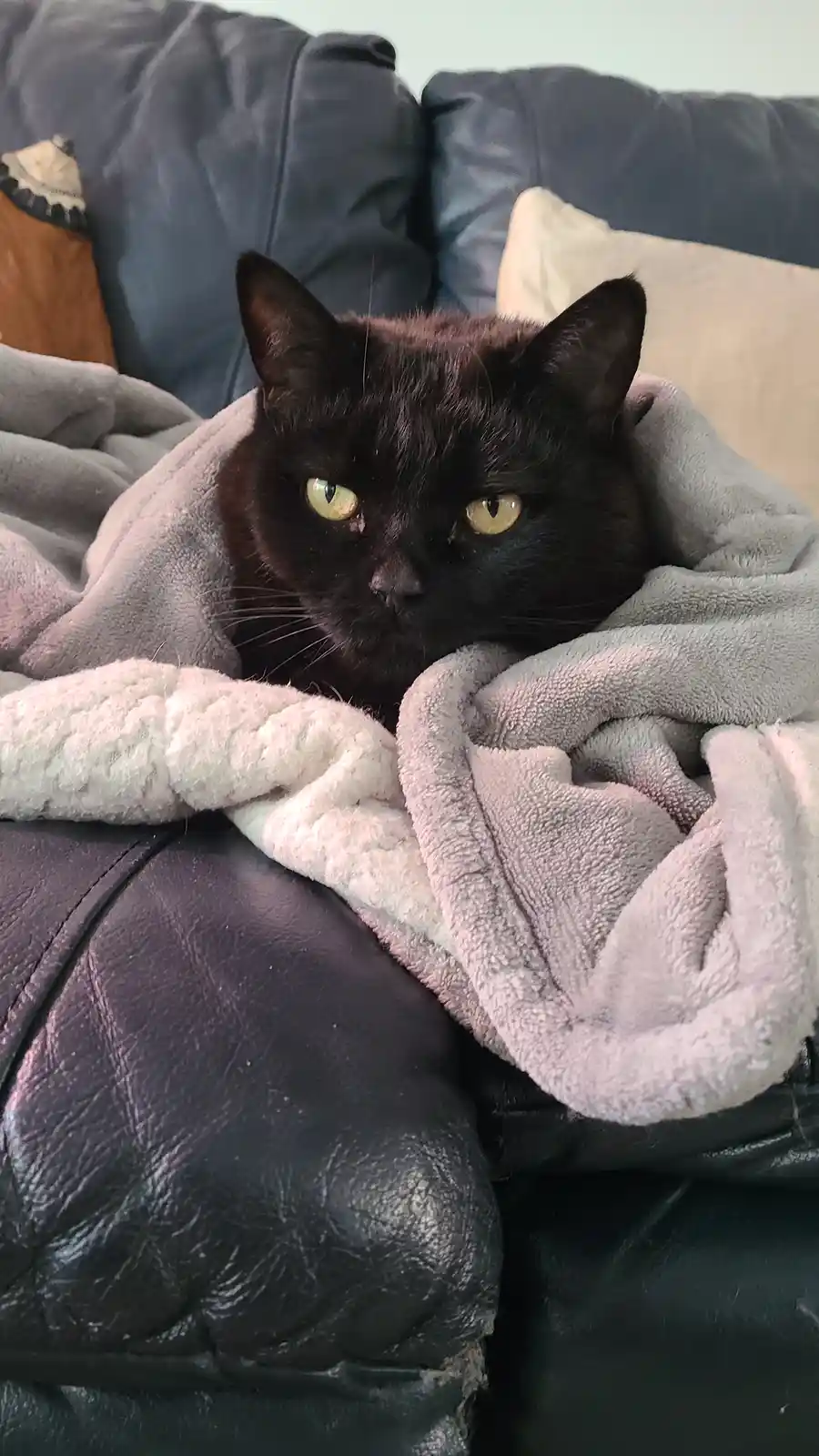 A black cat with yellow eyes is wrapped in a gray and white fleece blanket while resting on a dark leather couch. The cat…