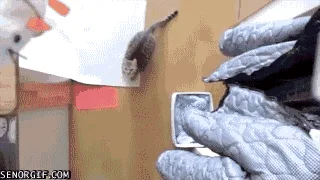 Explore the Retro Gifs Collection: Part 5