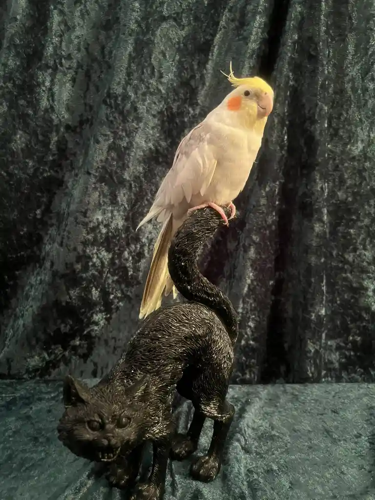 A cockatiel with a yellow crest and orange cheek patches perches calmly atop a black cat statue that has an aggressive…
