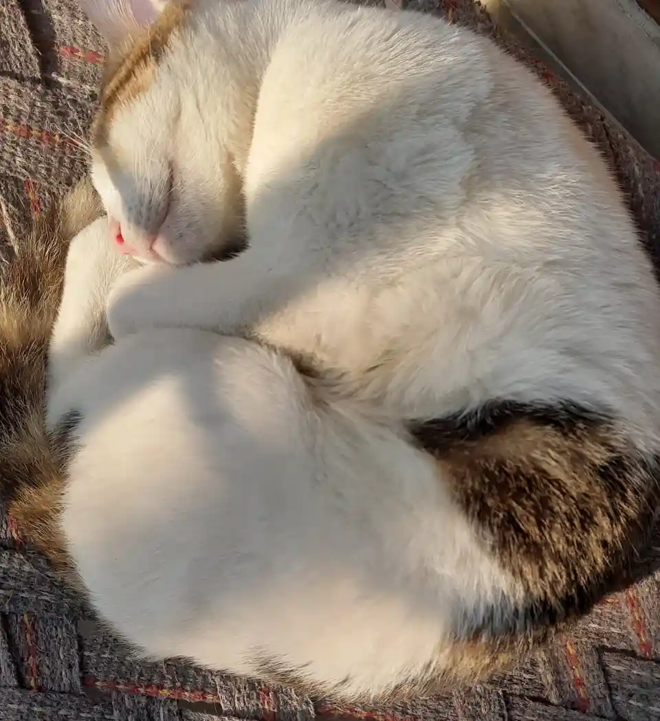 A fluffy ball of joy
