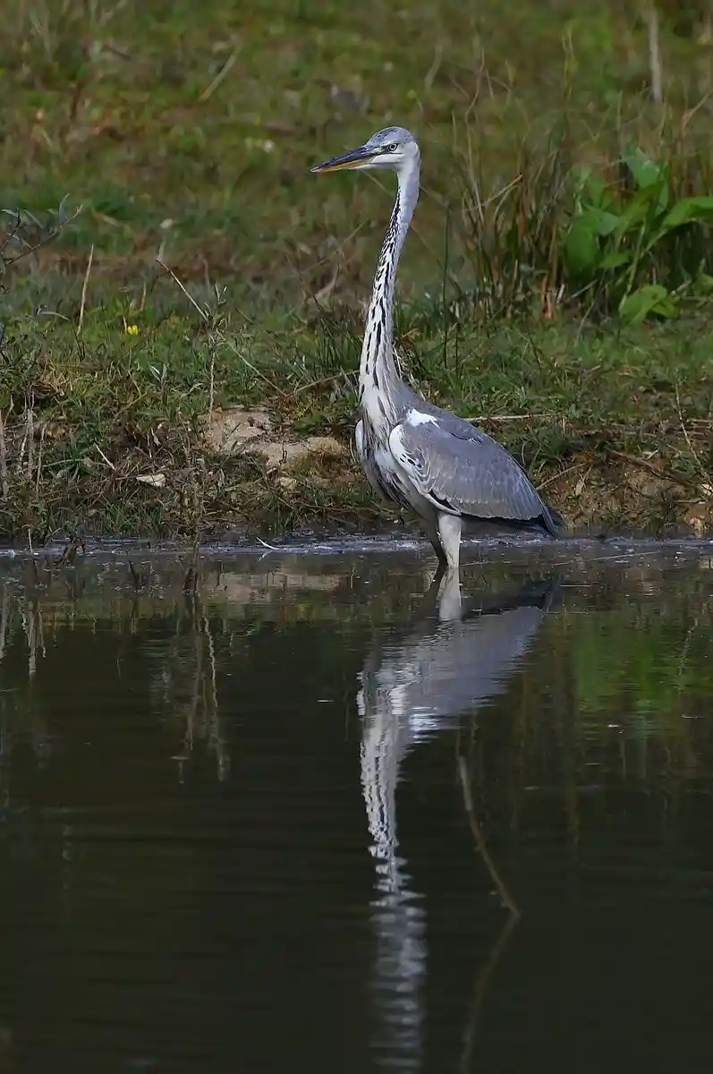 A grey heron stands in shallow water with its reflection visible, surrounded by grassy vegetation. The image has text…