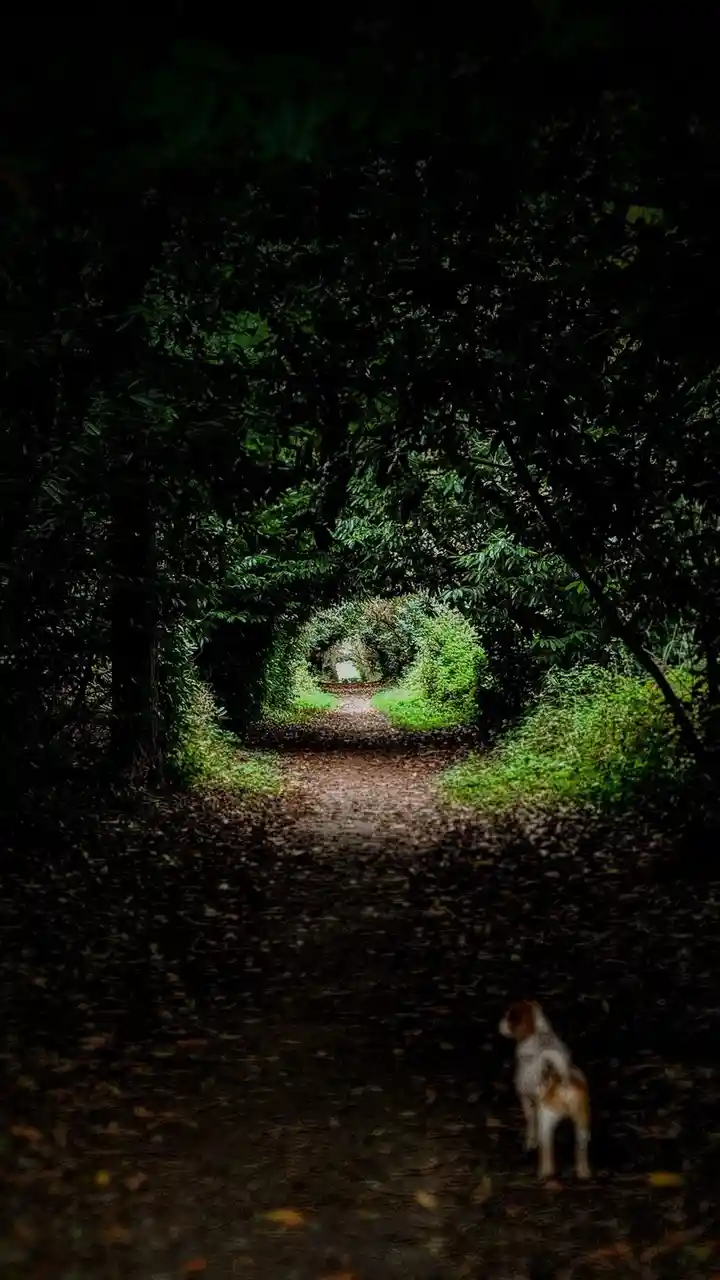 A small dog stands at the start of a dark, leaf-covered forest path, looking toward a bright, sunlit clearing ahead. The…