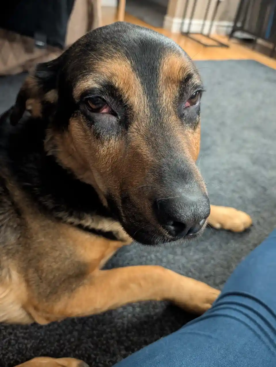 A close-up photo of a black and tan dog lying on a grey rug, looking directly at the camera with a sad, pleading expression…