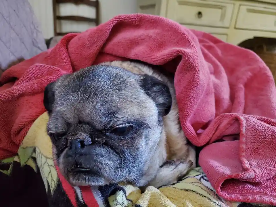 A pug dog with a grumpy, tired expression is partially covered by a pink towel, resting on a patterned blanket. The overlaid…