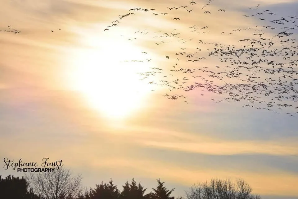 A serene sunset photo shows a flock of birds flying in formation across a bright, golden sky with silhouetted trees at the…