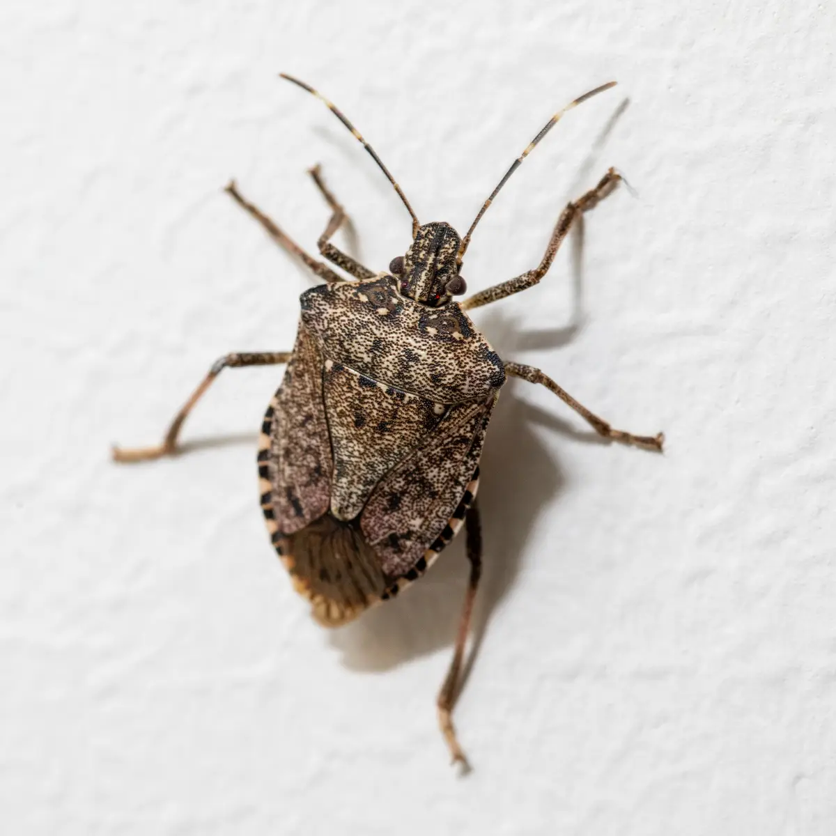 A close-up photo of a brown, shield-shaped stink bug with spotted patterns and long antennae, crawling on a textured white…