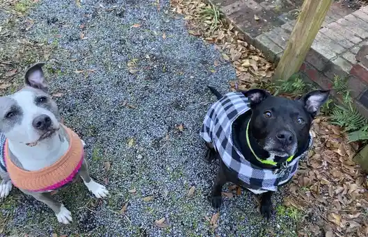 Two dogs sit on gravel outdoors, one gray and white wearing a pink and orange sweater, the other black wearing a plaid shirt…