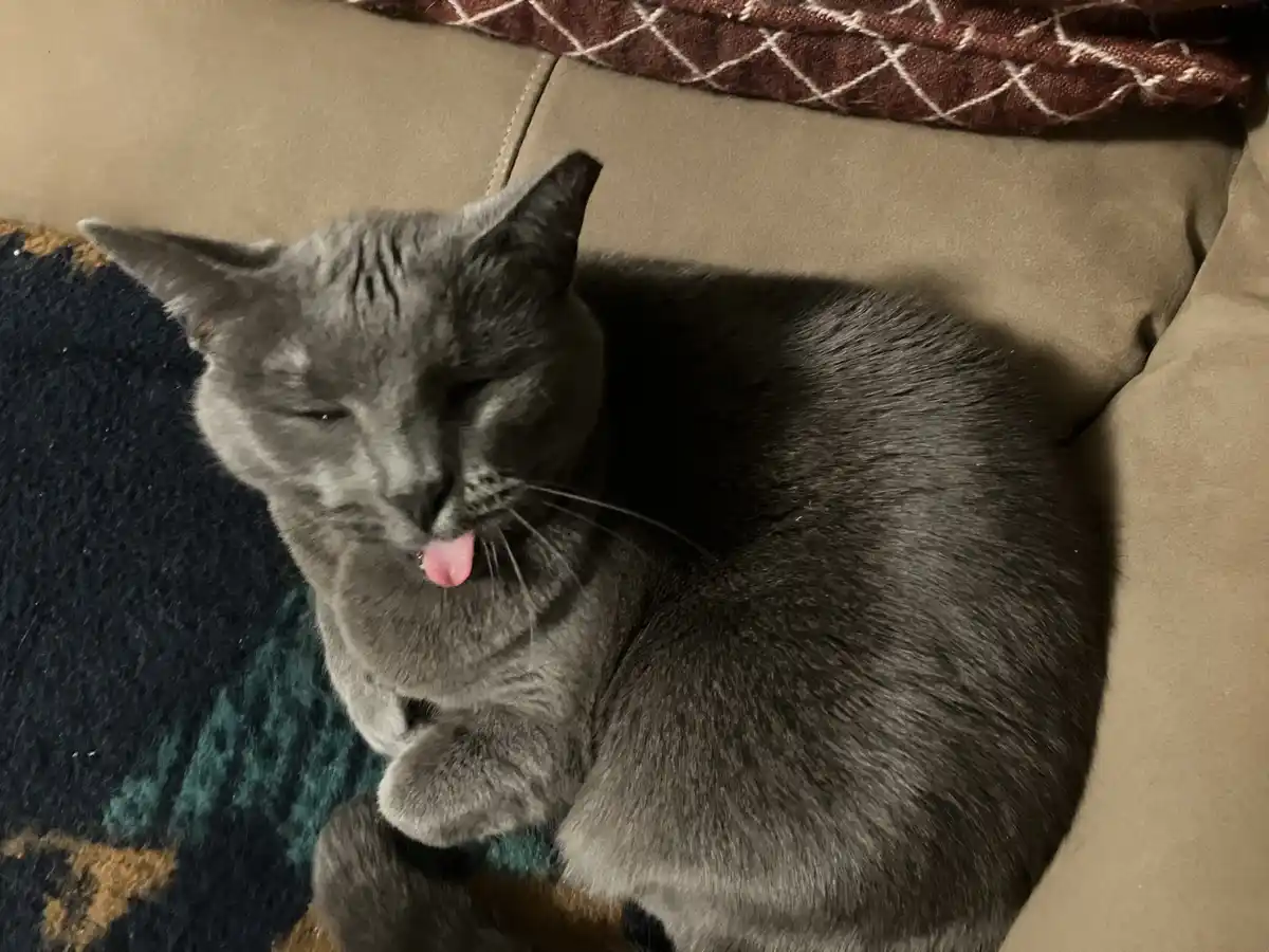 A gray cat is curled up on a couch, licking its paw with its eyes closed, appearing very relaxed. The cat is resting on a…