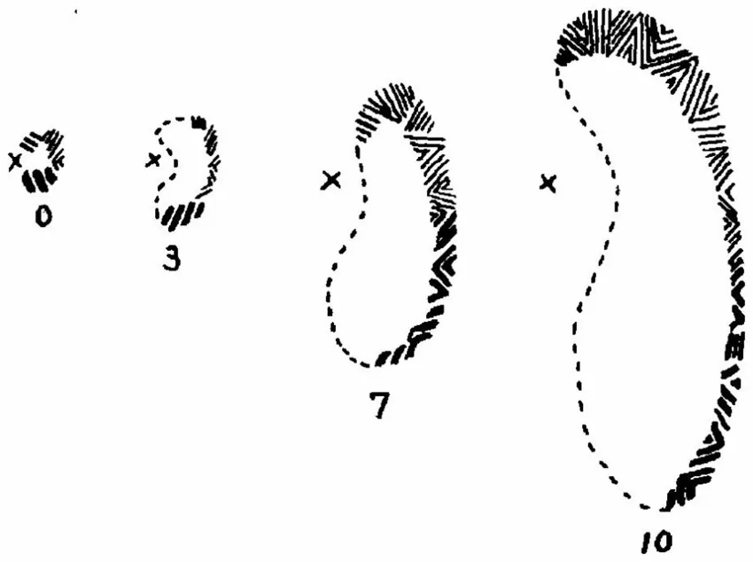 A black-and-white image shows four hand-drawn, progressively larger bean-shaped outlines, each marked with a number (0, 3…