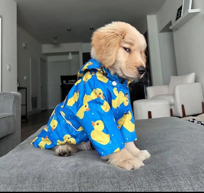 A golden retriever puppy wearing a blue raincoat covered in yellow rubber duck patterns sits on a gray couch, looking off to…