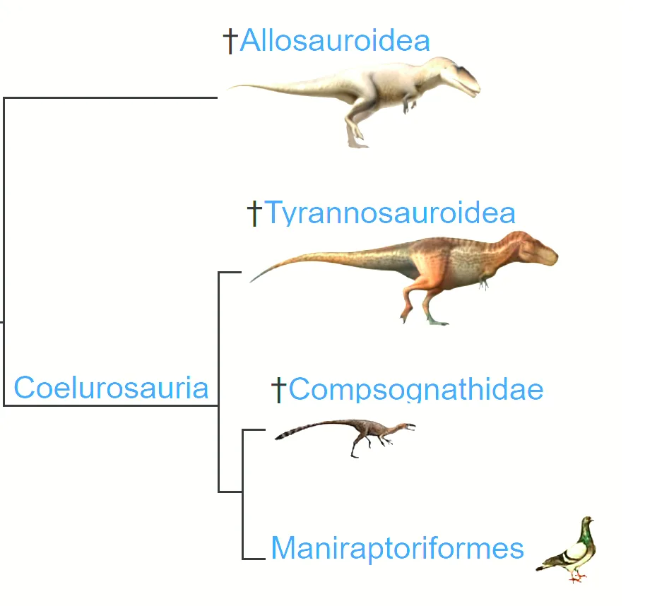 A cladogram showing evolutionary relationships among dinosaurs, with Allosauroidea and Tyrannosauroidea branching from…