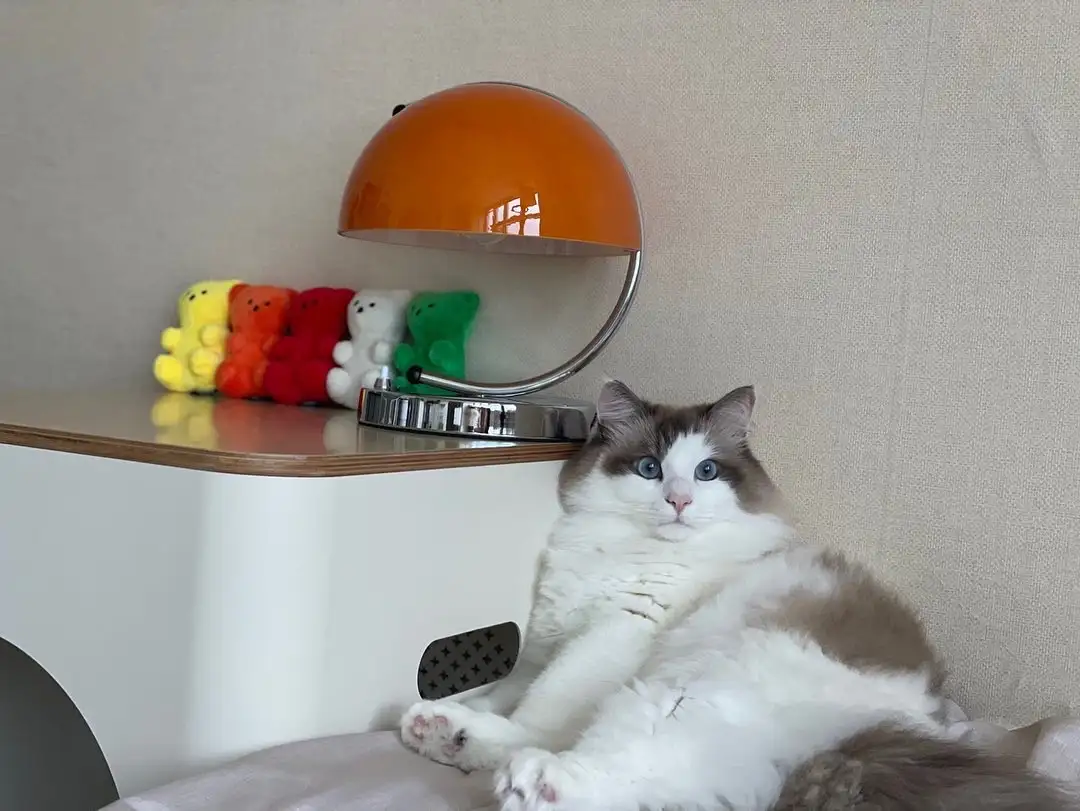 A fluffy, long-haired cat with blue eyes and white-and-gray fur lounges on a bed, looking directly at the camera with a…