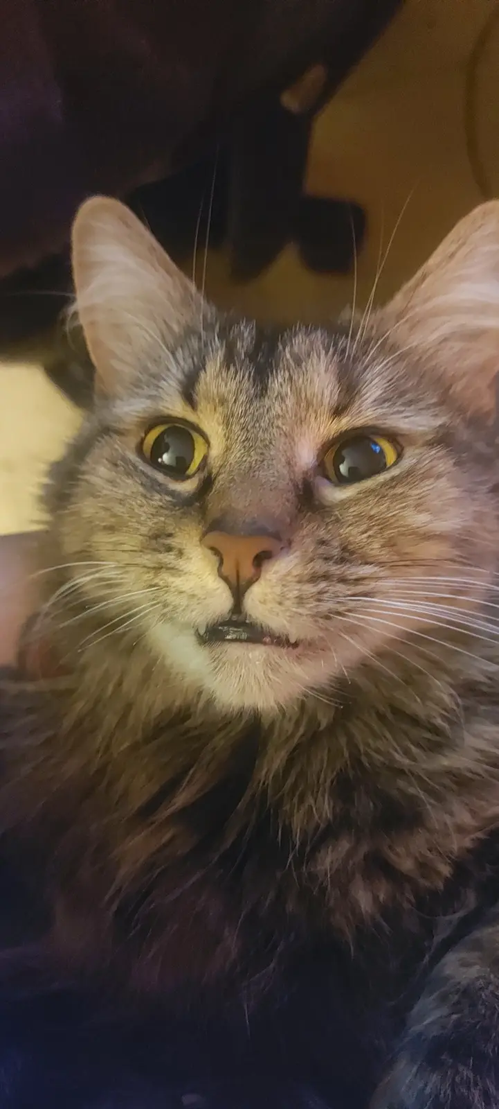 A close-up photo of a long-haired tabby cat with wide, startled-looking yellow eyes and a slightly open mouth, looking…