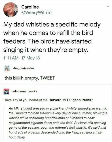 A screenshot of a tweet by Caroline (@WearyWithToil) about her dad whistling a specific melody to refill bird feeders…