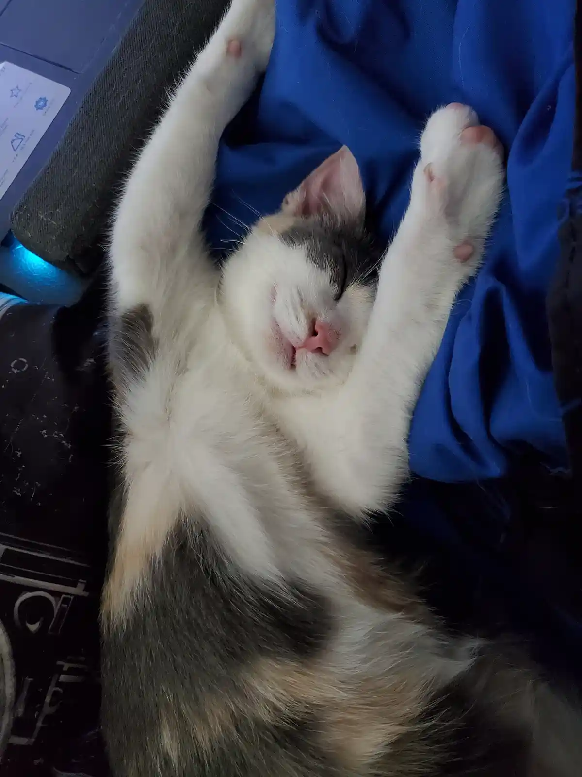 A fluffy white, gray, and tan cat is sleeping peacefully on its back with paws raised, nestled in a blue blanket next to a…
