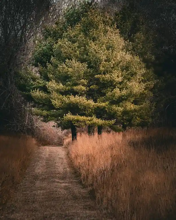 A dirt path winds through tall, dry brown grass, leading toward a large, vibrant green pine tree. The surrounding trees are…