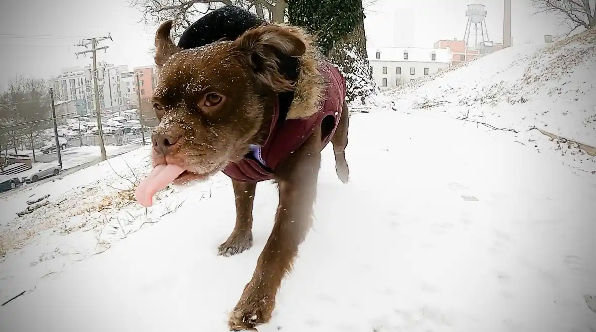 A brown dog wearing a maroon winter coat with a black hat stands in a snowy outdoor scene, its pink tongue lolling out as…
