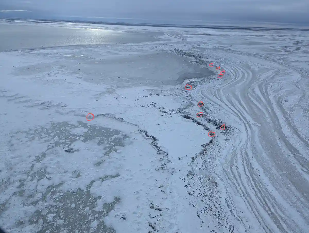 The Key to 10 Polar Bears: An Unusual Mystery