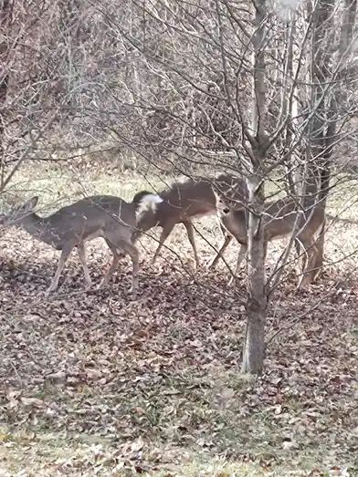 Three deer are visible in a wooded area with bare trees and fallen leaves on the ground. One deer is walking away, another…