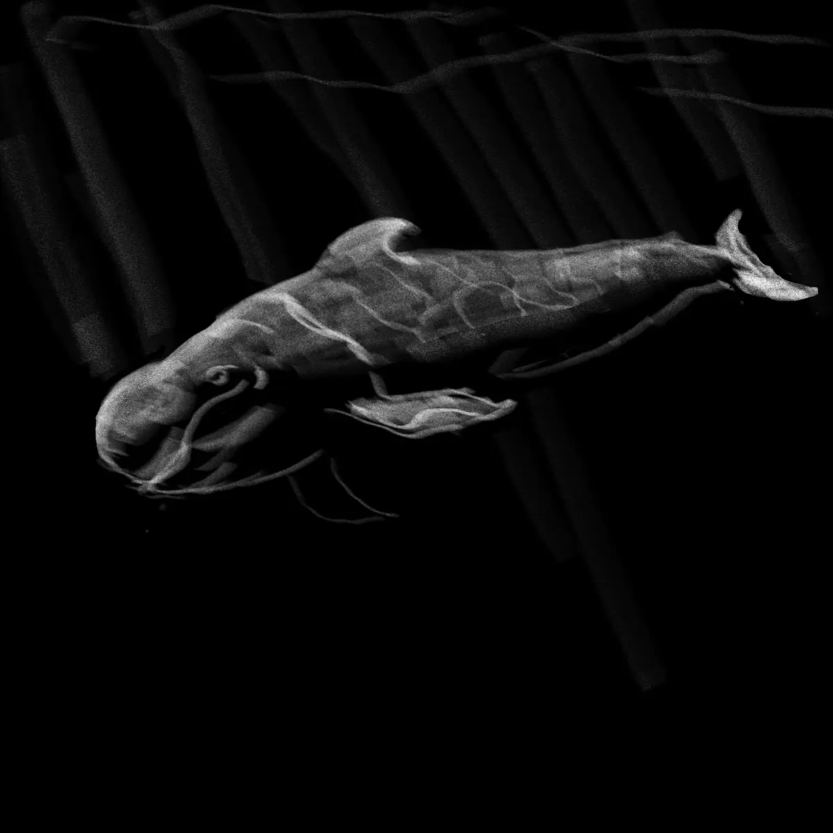 A black and white image shows a whale-like creature with a smaller whale visibly inside its body, set against a dark…