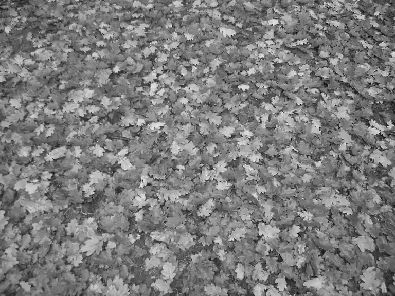 A black-and-white photo shows a dense carpet of fallen oak leaves covering the ground. Overlaid text reads 'i'm not lazy…