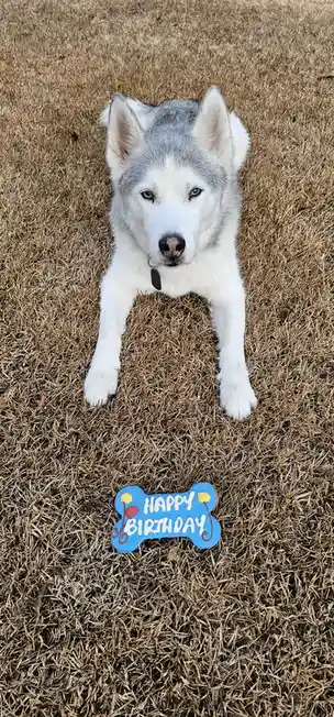 A Siberian Husky with striking blue eyes and white and gray fur lies on dry, brown grass, looking up at the camera. In front…