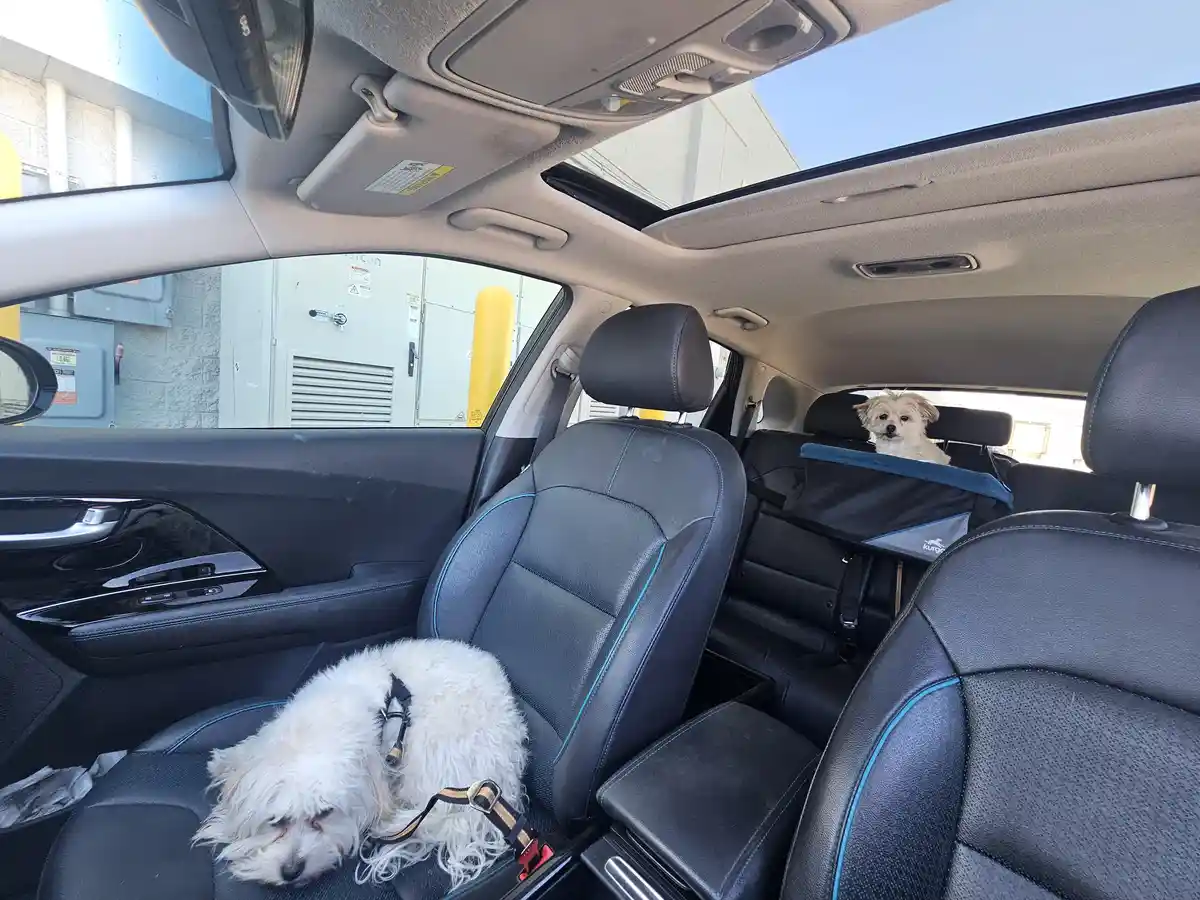 Inside a car with black leather seats and blue stitching, one fluffy white dog is sleeping curled up on the front passenger…