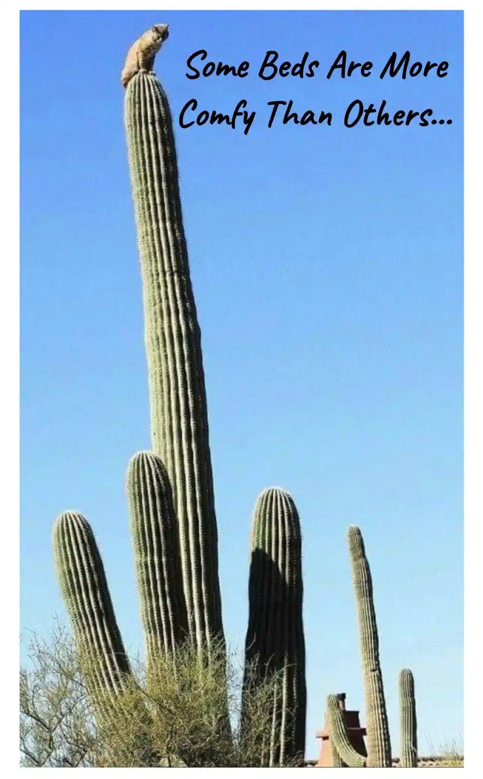 A tall saguaro cactus with a small rodent perched on its very top against a clear blue sky, with other cacti visible below…