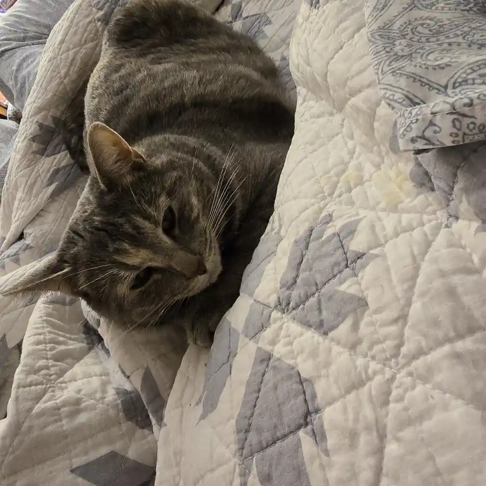 A gray tabby cat is curled up on a quilted bedspread with gray and white geometric patterns, looking sleepy and unbothered…