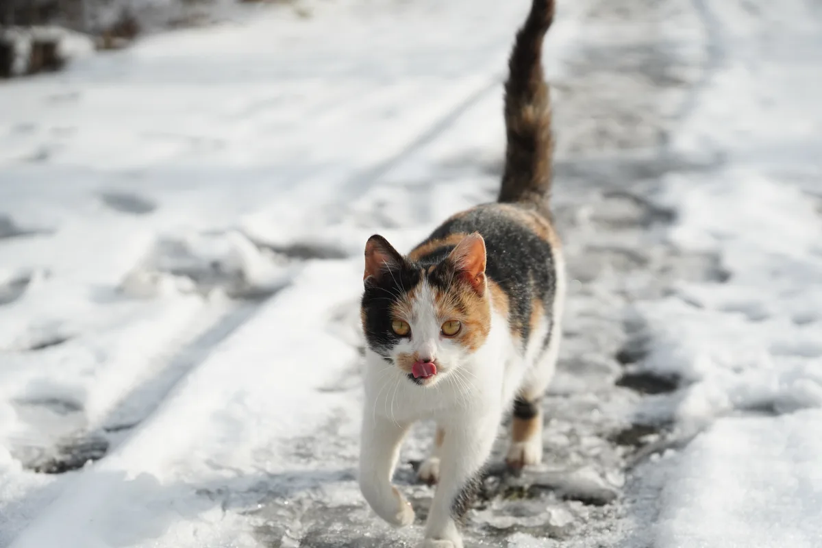 A calico cat with black, orange, and white fur walks confidently through a snowy, icy outdoor area, its tail held high and…