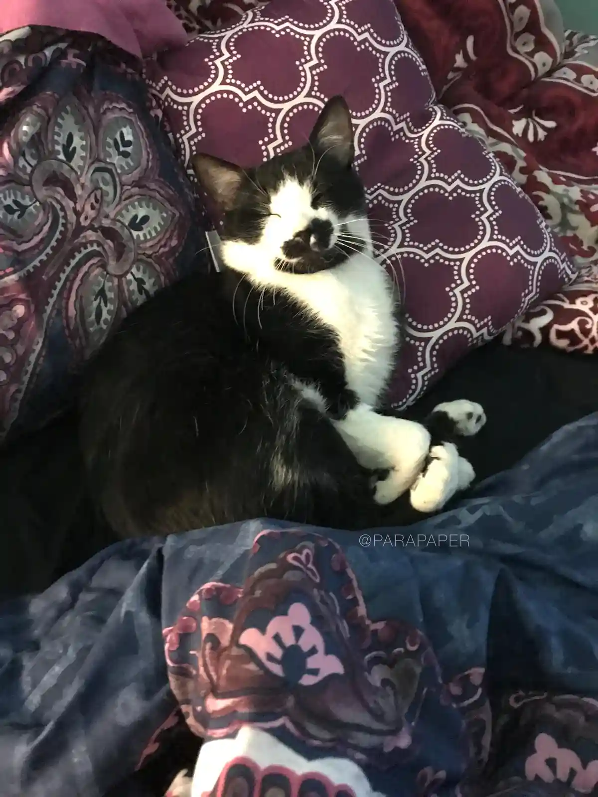 My buddy loves to cuddle up in bed