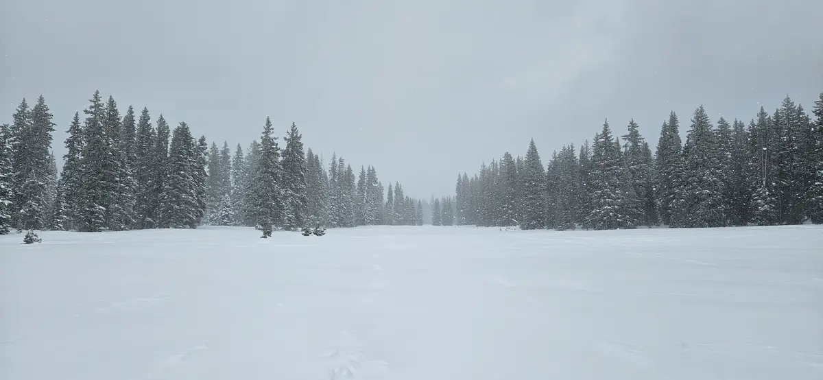 A wide, snowy landscape with evergreen trees lining the horizon under a gray, snowy sky. The ground is blanketed in deep…