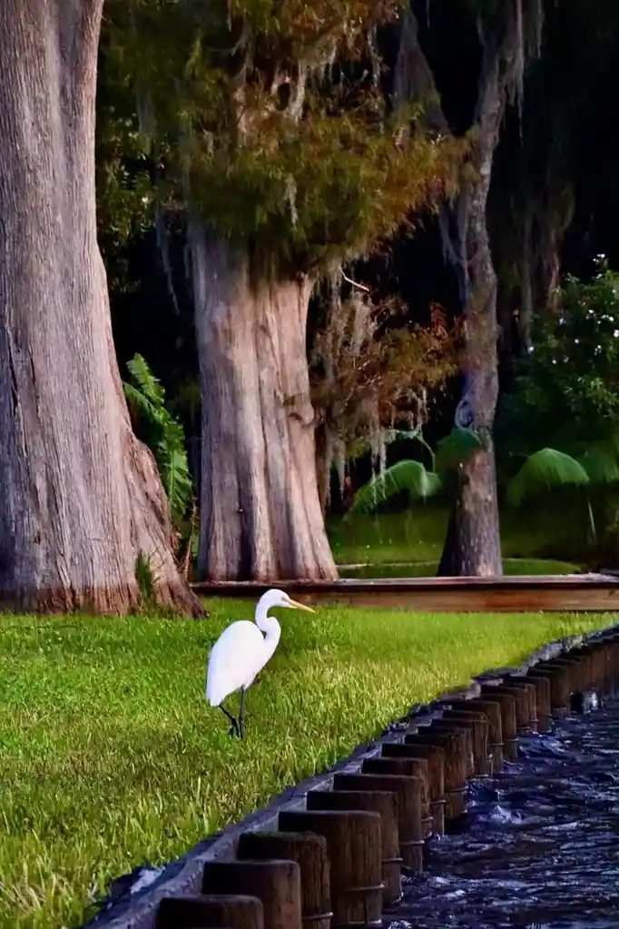 A white egret stands on a grassy bank beside a water channel lined with wooden posts, surrounded by large trees draped in…