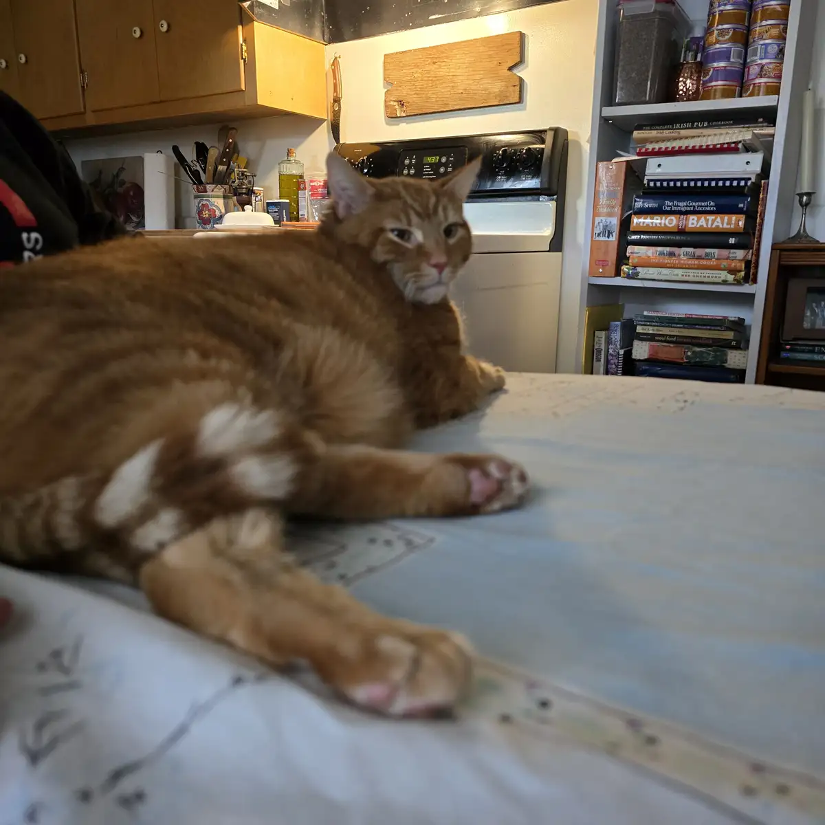 An orange tabby cat with white markings lounges on a light-colored surface in a kitchen, looking slightly unimpressed…