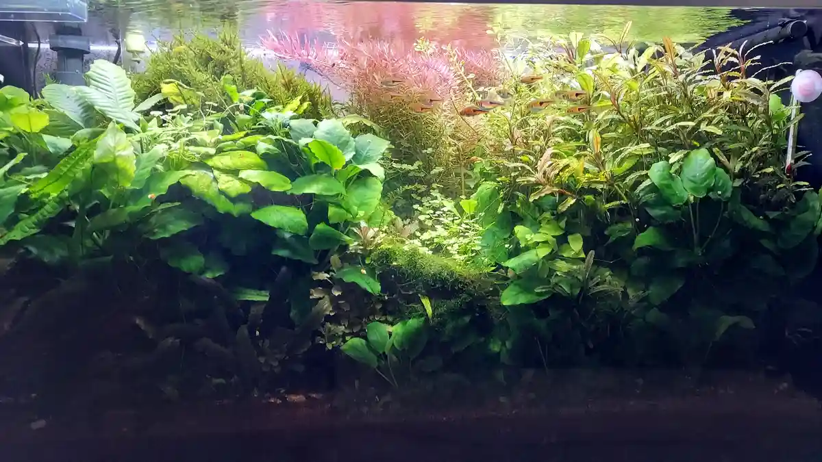 A lush, well-lit aquarium filled with dense green aquatic plants and a school of small orange and black fish swimming near…