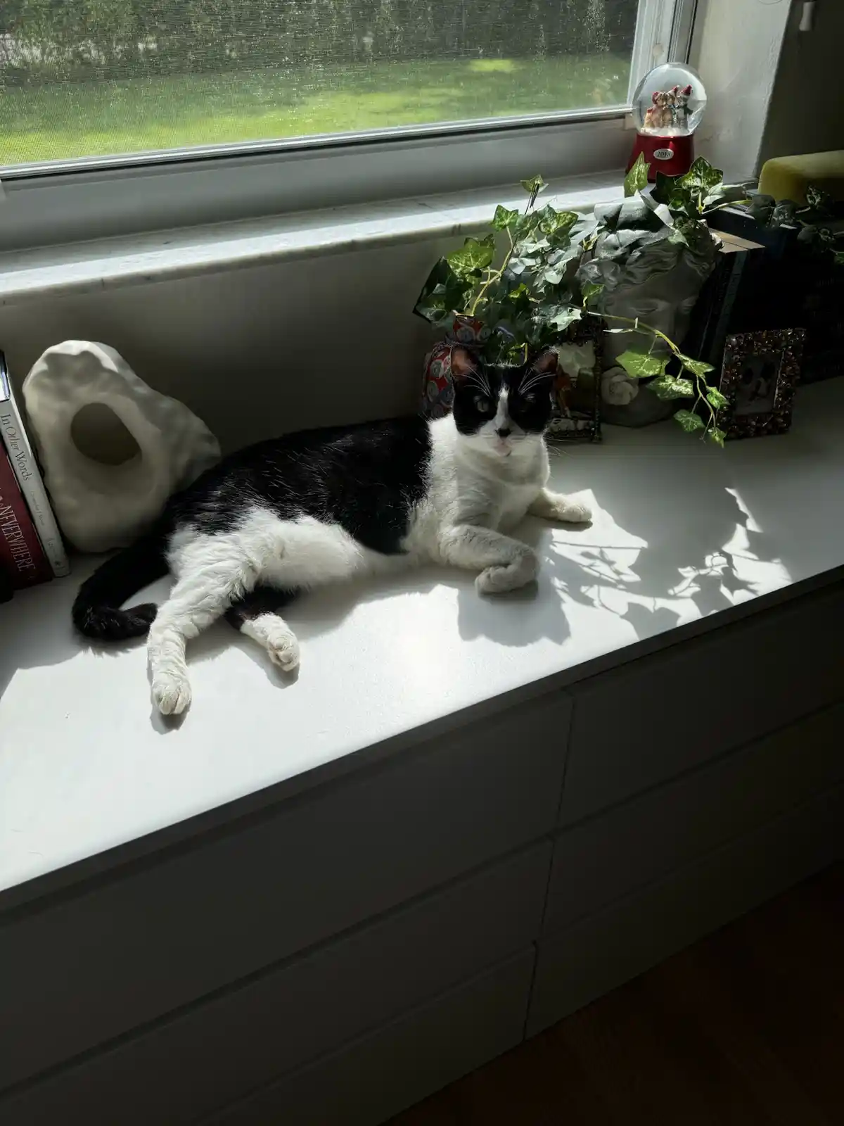 A black-and-white cat lounges in bright sunlight on a white windowsill, surrounded by houseplants, books, and decorative…