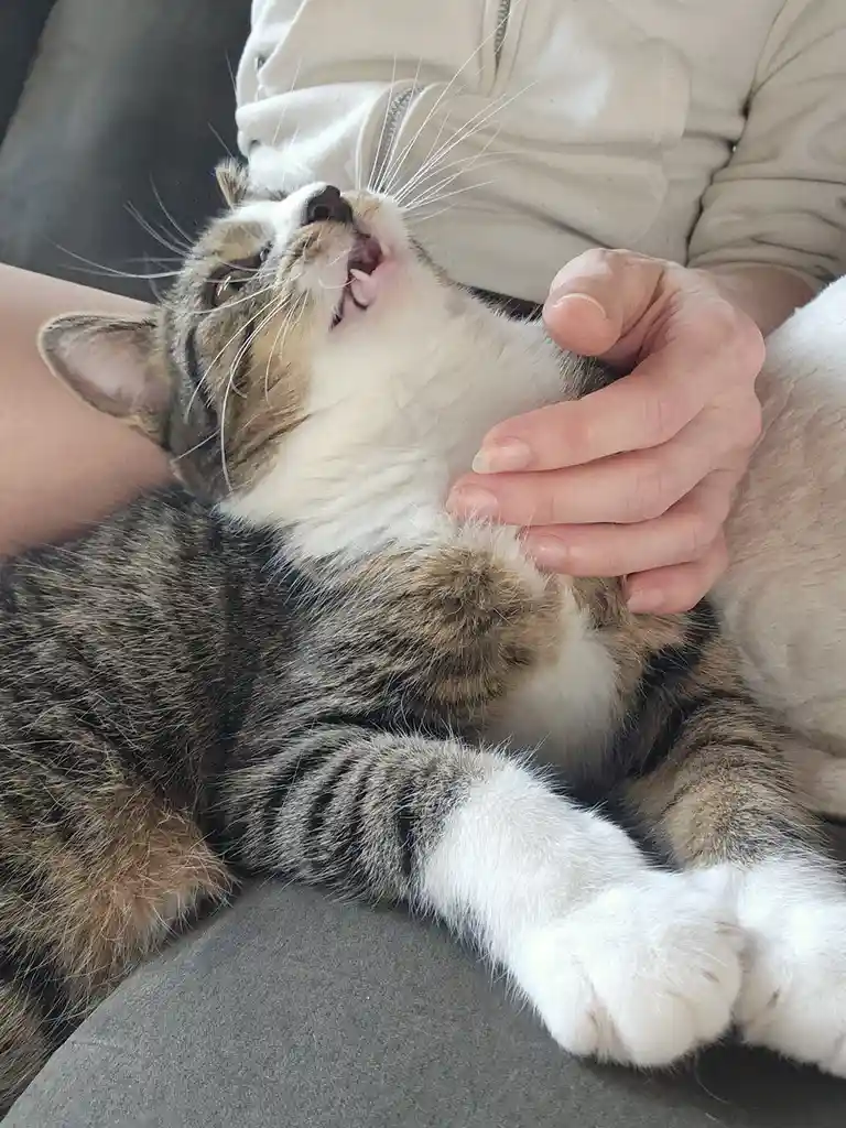 A tabby cat with white paws and chest is lying on its back on a person's lap, being petted on the chest. The cat has its…