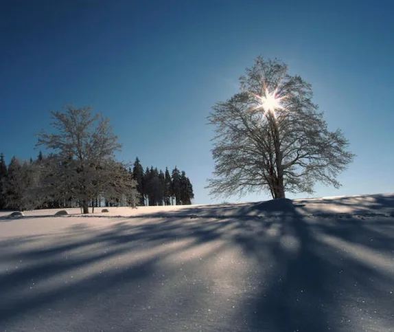 a serene winter landscape shows a snow-covered field under a clear blue sky, with bare trees casting long shadows. The sun…