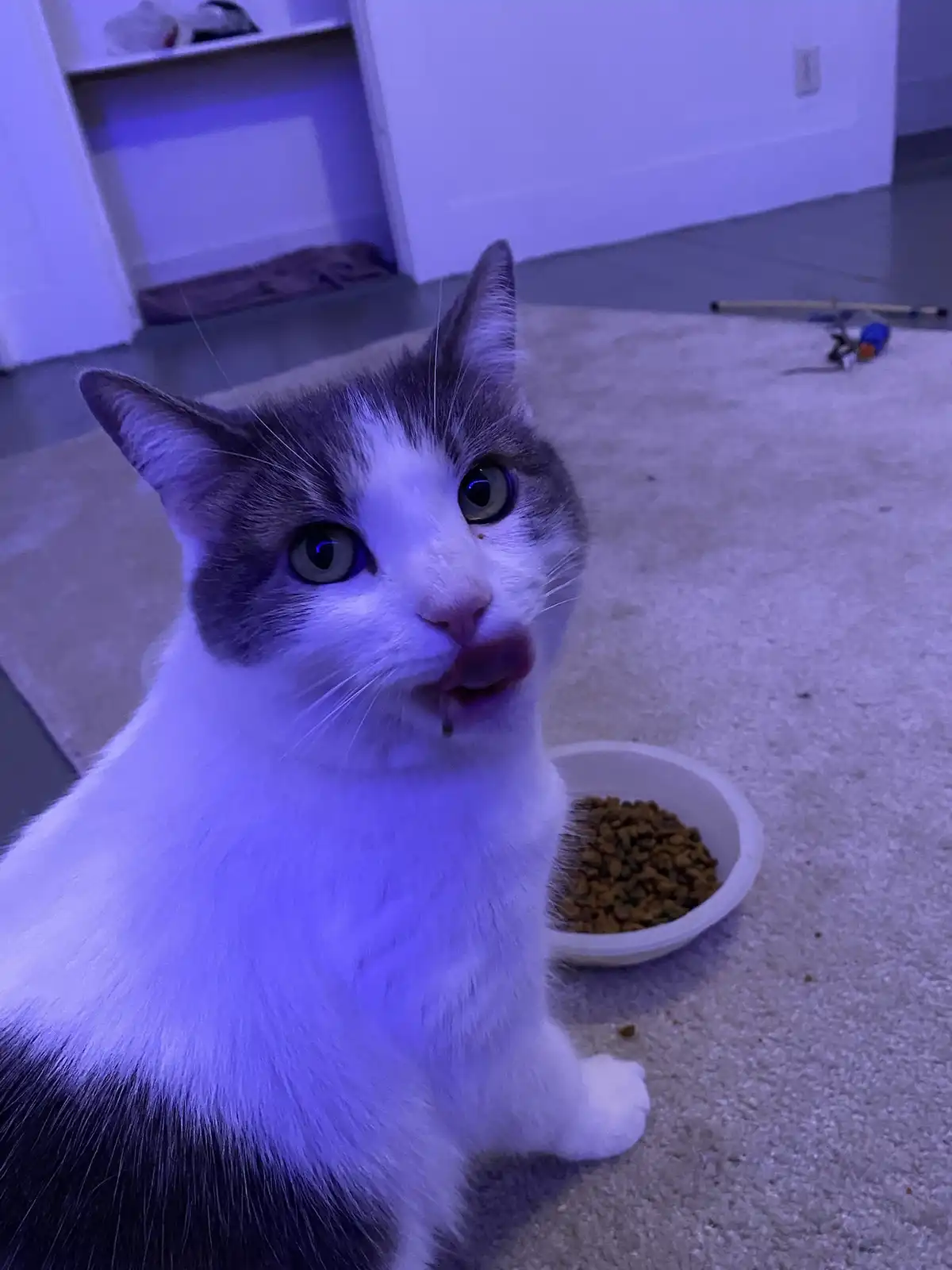 A close-up photo of a white and gray cat sitting on a carpeted floor next to a white bowl of dry kibble, with its tongue…