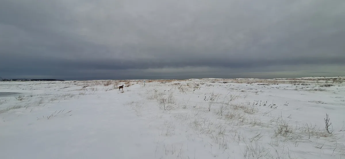 A wide, snowy field under a gray, overcast sky, with sparse dry grass poking through the snow. A single dog stands in the…