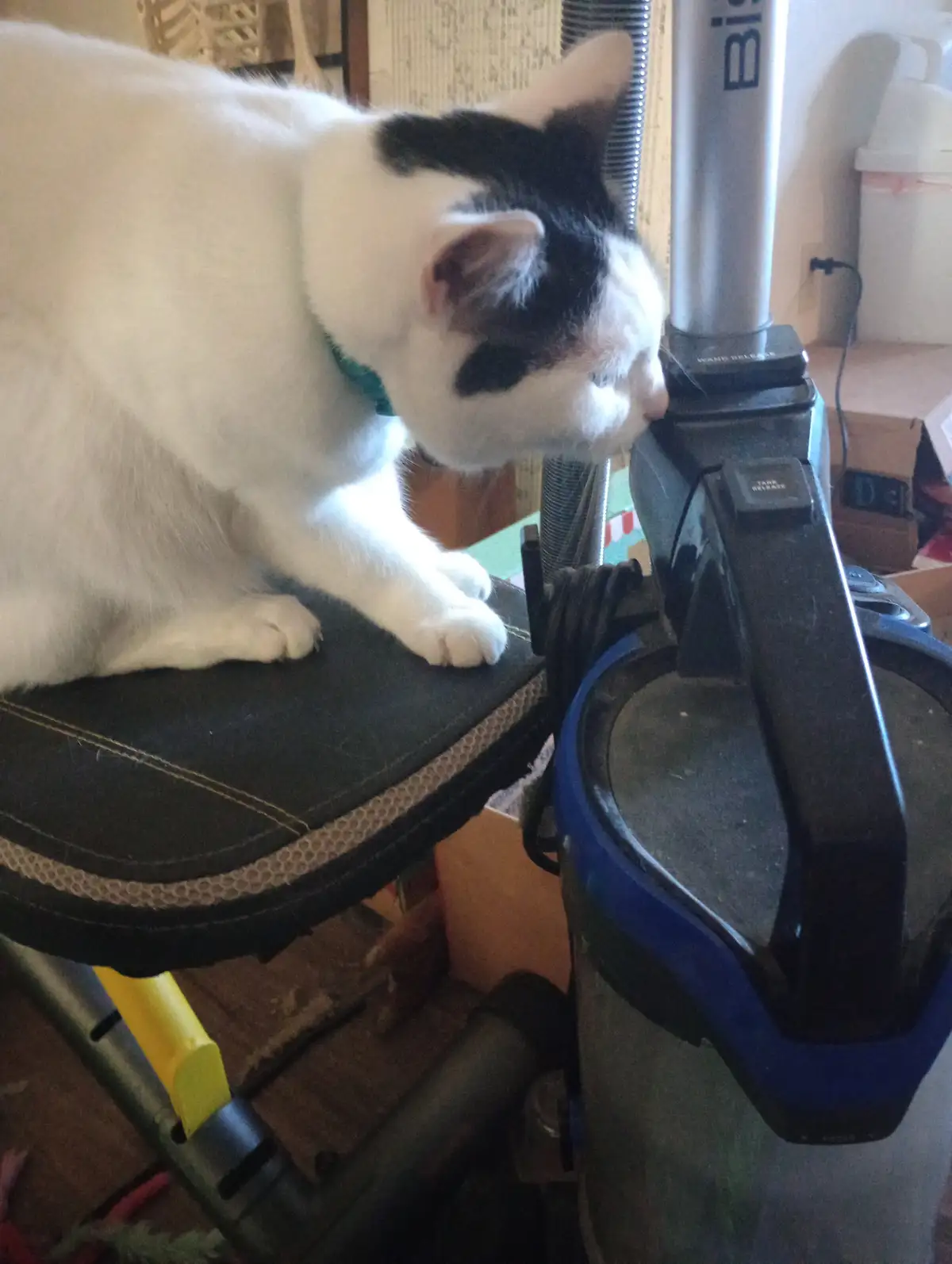 A white and black cat with a green collar is perched on a black chair, leaning forward to sniff a blue and black upright…