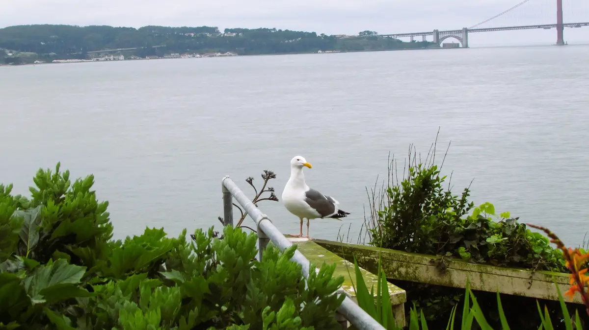 A seagull stands calmly on a railing overlooking a large body of water with a bridge visible in the distance. The bird is…
