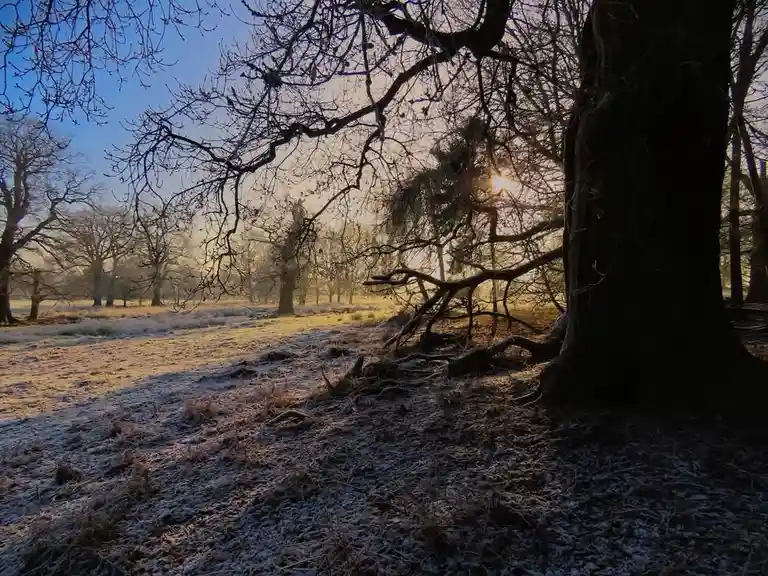 A serene winter morning scene with frost-covered ground, bare trees silhouetted against a bright sun, and a large tree trunk…