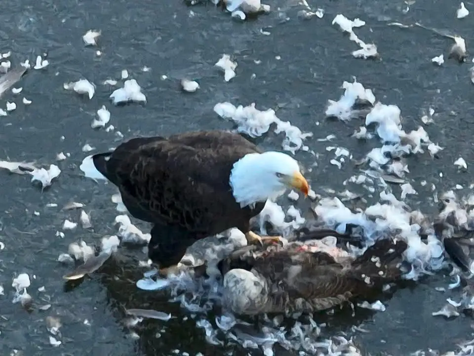 A bald eagle stands on icy water surrounded by scattered white feathers and the remains of a bird it appears to have killed…