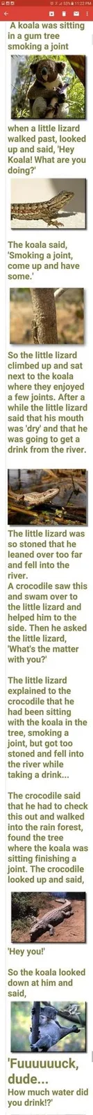 A vertical comic strip featuring a koala, a lizard, and a crocodile. The koala is shown smoking a joint in a tree, then the…