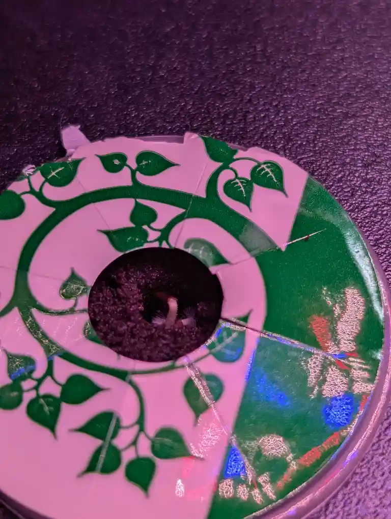 A cracked, broken CD with a green vine pattern is repurposed as a plant pot, containing soil and a small sprouting plant…