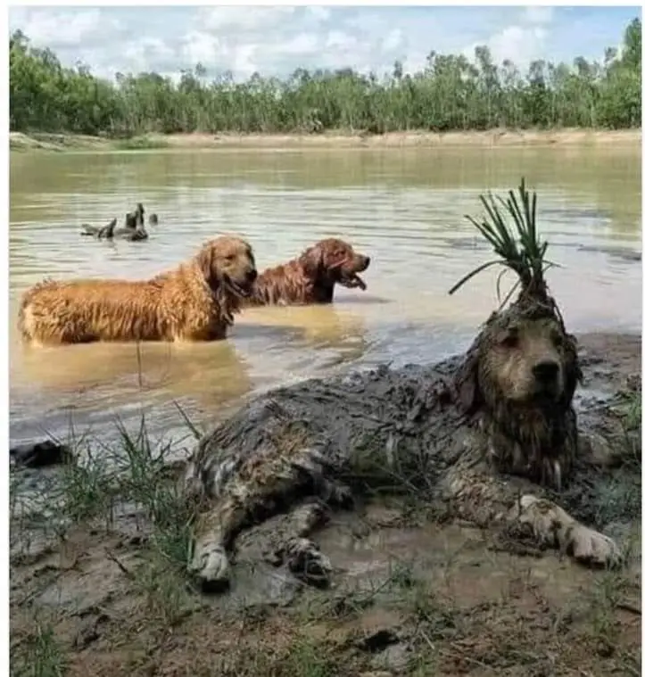 When You're Trying to Evade the Predator but Still Want to Look Stylish