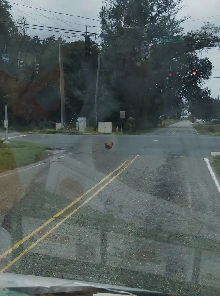 A brown chicken stands in the middle of a wet, paved road at a traffic intersection with red lights, viewed from inside a…
