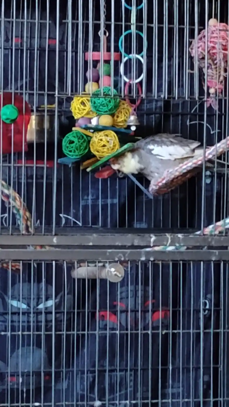A grey and white cockatiel is perched inside a metal birdcage, resting its head on a colorful toy. The cage contains various…