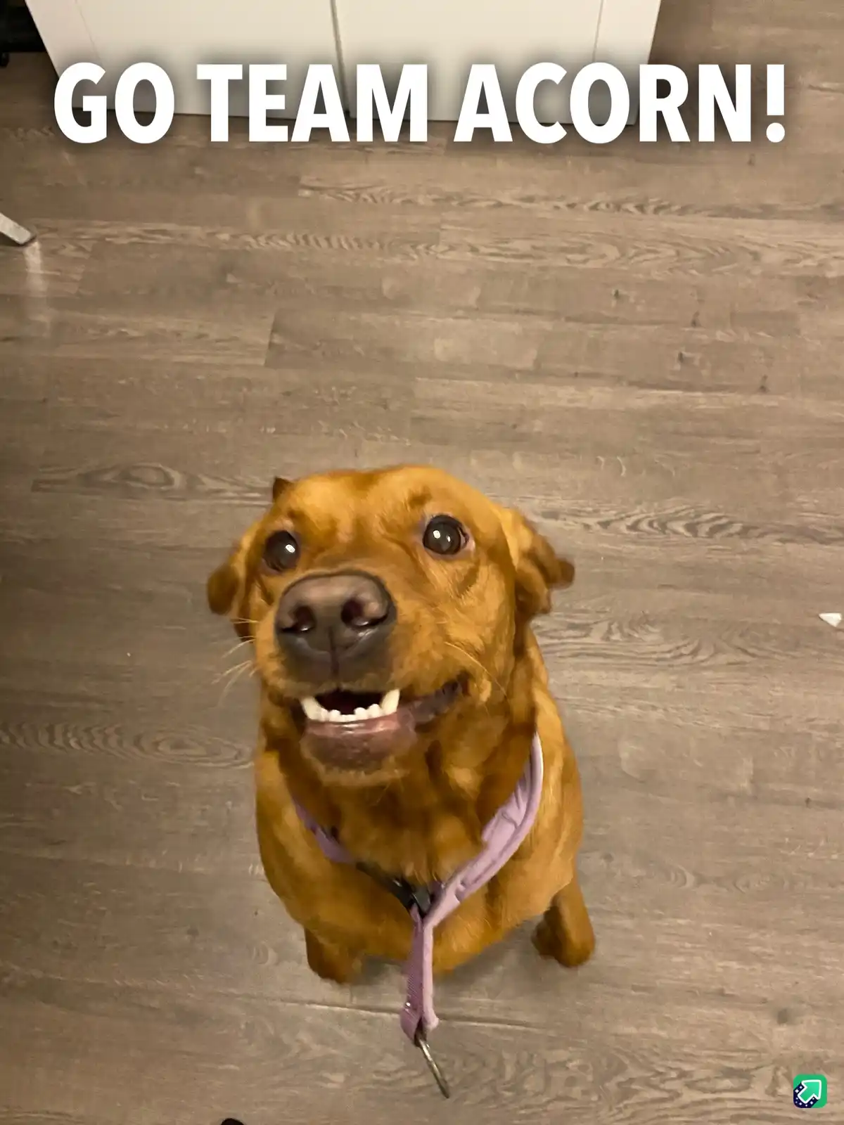 A brown dog wearing a purple harness sits on a wood-laminate floor, looking up with an excited, toothy grin. Large white…